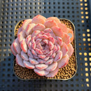 Echeveria 'Amazing Grace' 2" Changhee Hybrid Succulent Plant Cutting