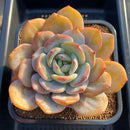 Echeveria 'Cream Tea' 4"-5" Large Succulent Plant Cutting