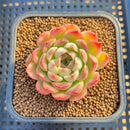 Echeveria 'Mingky' 2"-3" Succulent Plant Cutting
