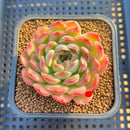 Echeveria 'Mingky' 2"-3" Succulent Plant Cutting