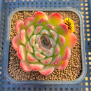 Echeveria 'Mingky' 2"-3" Succulent Plant Cutting