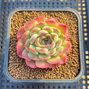 Echeveria 'Mingky' 2"-3" Succulent Plant Cutting