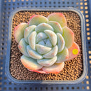 Echeveria 'Icy Green' 2" Succulent Plant Cutting
