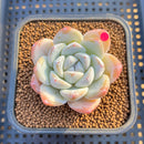 Echeveria 'Icy Green' 2" Succulent Plant Cutting