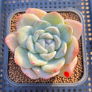Echeveria 'Icy Green' 2" Succulent Plant Cutting