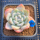 Echeveria 'Icy Green' 2" Succulent Plant Cutting