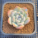 Echeveria 'Icy Green' 2" Succulent Plant Cutting