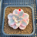 Graptopetalum 'Purple Delight' Variegated 2" Succulent Plant