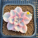 Graptopetalum 'Purple Delight' Variegated 2" Succulent Plant
