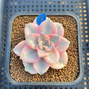 Graptopetalum 'Purple Delight' Variegated 2" Succulent Plant