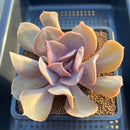 Echeveria 'Valkyrie' 3"-4" Succulent Plant Cutting