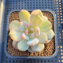 Echeveria 'Orange Monroe' Yellow Variegated 2" Succulent Plant Cutting