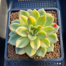 Echeveria Agavoides 'Gilva' Variegated 2"-3" Succulent Plant Cutting