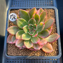 Echeveria Agavoides 'Flamenco' Variegated 3" Succulent Plant Cutting