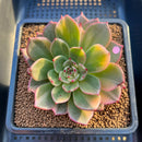 Echeveria Agavoides 'Flamenco' Variegated 3" Succulent Plant Cutting