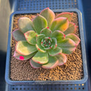 Echeveria Agavoides 'Flamenco' Variegated 3" Succulent Plant Cutting