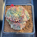 Echeveria 'Red Moon' Crested 4" Succulent Plant Cutting