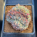 Echeveria 'Red Moon' Crested 4" Succulent Plant Cutting