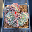 Echeveria 'Red Moon' Crested 4" Succulent Plant Cutting