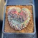 Echeveria 'Red Moon' Crested 4" Succulent Plant Cutting