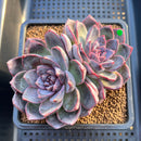 Echeveria 'White Soul' 3" Succulent Plant Cutting
