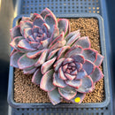 Echeveria 'White Soul' 3" Succulent Plant Cutting
