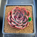Echeveria 'Melodious' 3"-4" Succulent Plant Cutting