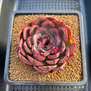 Echeveria 'Melodious' 3"-4" Succulent Plant Cutting