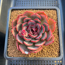 Echeveria 'Melodious' 3"-4" Succulent Plant Cutting