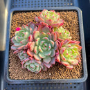 Echeveria 'Nanahukumini' 3" Cluster Succulent Plant