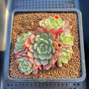 Echeveria 'Nanahukumini' 3" Cluster Succulent Plant
