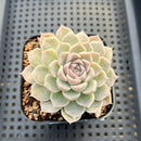 Echeveria sp. 2" Succulent Plant
