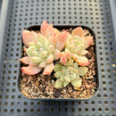 Echeveria sp. Cluster 2"-3" Succulent Plant