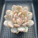 Echeveria 'Orange Monroe' 2"-3" Succulent Plant