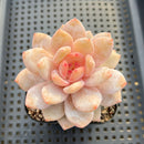 Echeveria 'Sung Young' Exceptional Clone 3" Succulent Plant