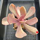 Pachyveria 'Pampoteus' Variegated 3" Succulent Plant