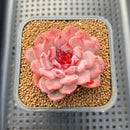 Echeveria 'Cherry Blossom' 2" Succulent Plant Cutting
