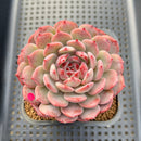 Echeveria 'Cherry Blossom' 3" Succulent Plant Cutting