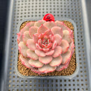 Echeveria 'Cherry Blossom' 3" Succulent Plant Cutting