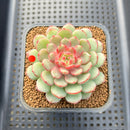 Echeveria 'Gold Work' 3" New Hybrid Succulent Plant Cutting