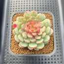 Echeveria 'Gold Work' 3" New Hybrid Succulent Plant Cutting