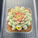 Echeveria 'Gold Work' 3" New Hybrid Succulent Plant Cutting