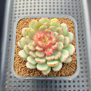 Echeveria 'Gold Work' 3" New Hybrid Succulent Plant Cutting
