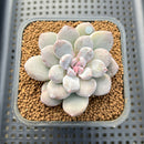Graptoveria 'Highstone' Mutated 2" Succulent Plant Cutting