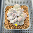 Graptoveria 'Highstone' Mutated 2" Succulent Plant Cutting