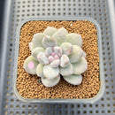 Graptoveria 'Highstone' Mutated 2" Succulent Plant Cutting