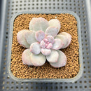 Graptoveria 'Highstone' Mutated 2" Succulent Plant Cutting