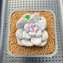 Graptoveria 'Highstone' Mutated 2" Succulent Plant Cutting