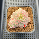 Echeveria 'Victor' Variegated 3" Succulent Plant Cutting