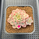 Echeveria 'Victor' Variegated 3" Succulent Plant Cutting